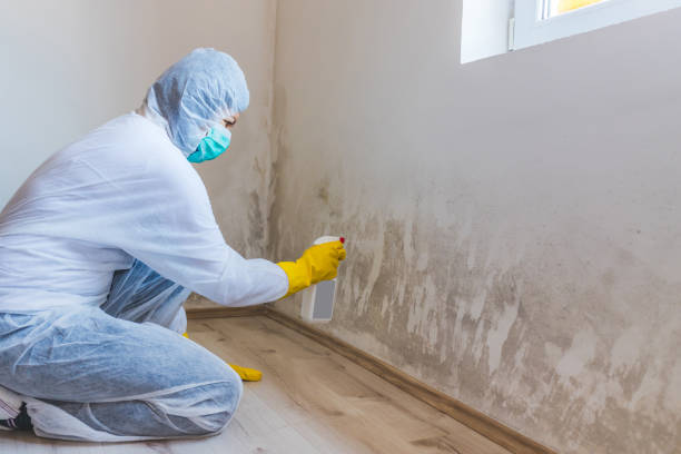 Licensed Mold Remediation service in Remington, VA - WQB Mold Removal