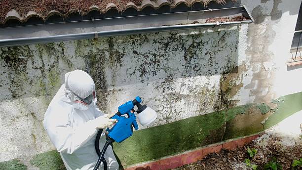Top rated local Mold Remediation specialists in Remington, VA